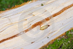 Bark Beetle pupae and galleries in wood photo