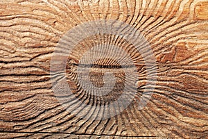 Bark beetle texture