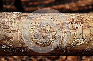 Bark beetle traces