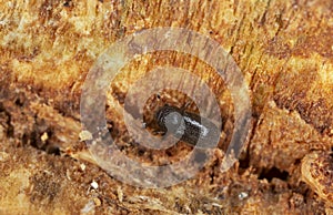 Bark beetle, Trypophloeus binodulus on aspen wood