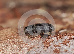 Bark beetle on wood. photo