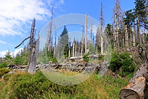 Bark Beetle Wood in the Harz Mountains, Germany