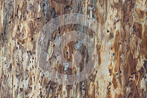 Bark beetle wood texture