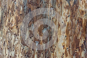 Bark beetle wood texture