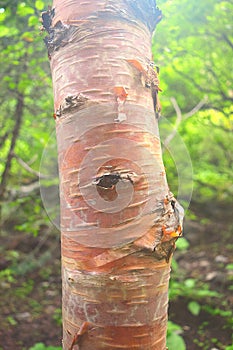 Bark of Bhoj Patra Tree (Betula Utilis), Himalaya, Uttarakhand, India