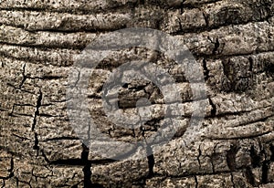 Bark of the big tree, old wood tree texture background