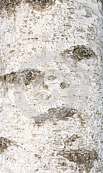 Bark of birch