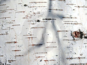 Bark of the birch 2