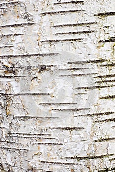 Bark of birch