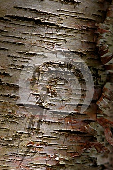 Bark of birch in the cracks