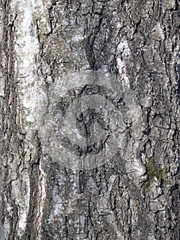 Bark of birch in the cracks texture