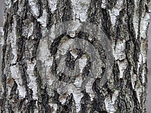 Bark of birch in the cracks texture