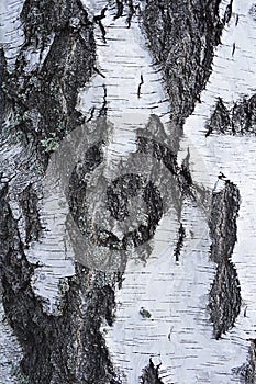 Bark of birch tree