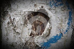 Bark of a birch tree