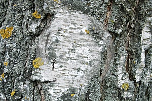 Bark of a birch tree backdrop close up, background from natural material, white crust with black stripes