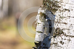 Silhouette of man in spring forest