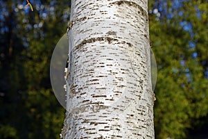 Bark of a Birch tree closeup