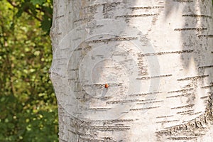 bark birch tree trunk close up natural ladybug green forest background summer day