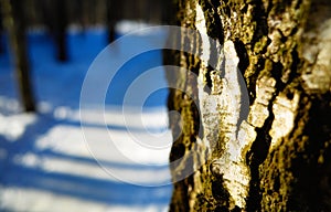 Bark of birch tree in winter park background