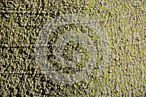 Bark of the boabab tree