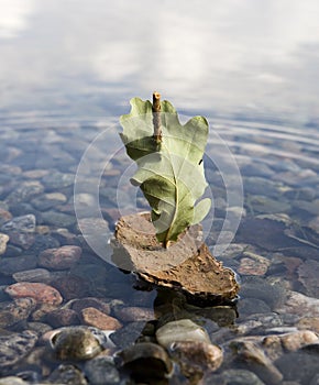 Bark Boat photo