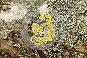 Bark branch, lichen tree algae. Macro
