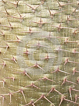 Bark of cactus closeup