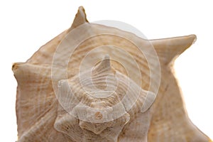 bark, carapace, house and casing of an old, dry sea whelk seen from the central spiral.