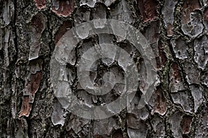 The bark of the cedar tree. cora background. Close-up of the bark