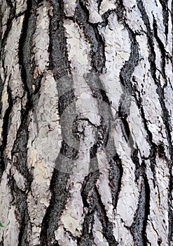 Bark of cedar tree in the forest photo