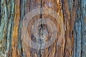 Bark of a centuries-old chestnut tree