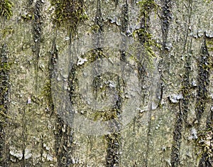 Bark of cherry with mosses