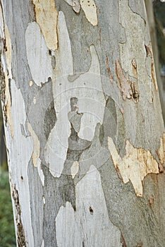 Bark close up of Eucalyptus aggregata