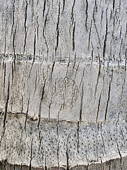 Bark of a Coconut tree