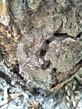 The bark consists of countless shiny layers