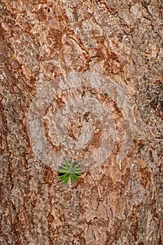 Bark of Contorted Japanese Larch