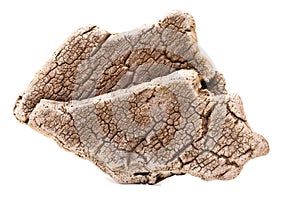 Bark cork oak tree dry