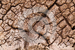 Bark cork oak tree dry