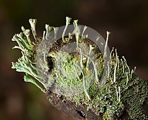 Bark covered by lichen