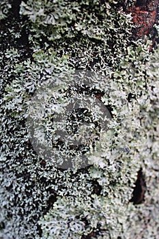 bark covered with moss