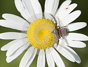 Bark Crab Spider Eating an Insect on a Daisy