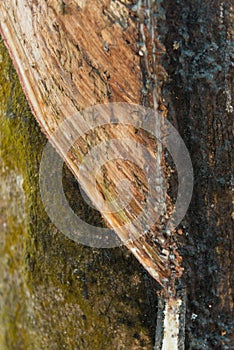 Bark of the cutted rubber tree