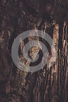 Bark of Cypress Tree - Cypress tree trunk texture