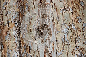 Bark is different from tree to tree in this species of self peelers