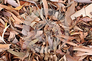 Bark and Dried Leaves from Eucalypt Gum Tree