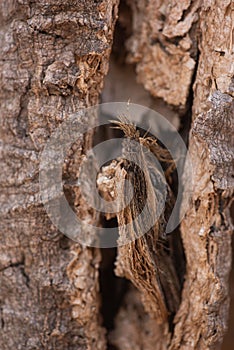 the bark of a dying tree with branches