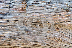 Bark of an eastern red cedar tree a.k.a. Virginian juniper Juniperus virginiana - Fort Island Gulf Beach, Crystal River, Florida photo