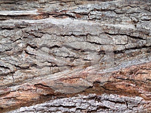 Bark of Elm. Seamless Tileable Texture