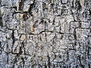 Bark of Elm. Seamless Tileable Texture