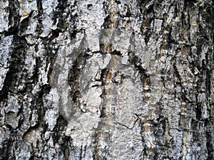 Bark of Elm. Seamless Tileable Texture